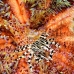 crab_zebra_ph_hsb_r_v_0028_kom1945.jpg